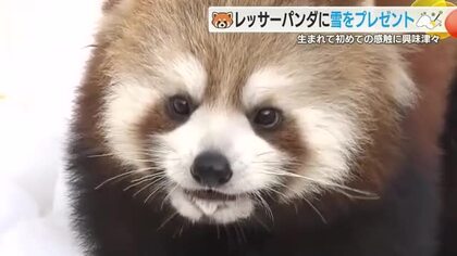 生まれて初めて見る雪に生後8カ月のレッサーパンダは興味津々　国内屈指の豪雪地帯からプレゼント　本来は標高が高く寒冷な地域に生息