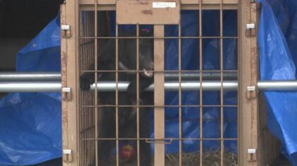 子グマをわなで捕獲　事務所車庫に約20時間居座る　近くには中学校　岩手県奥州市　