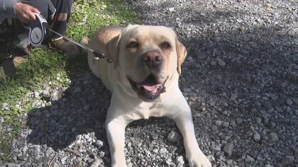 お手柄！飲食店の看板犬が隣人の命救う　倒れていた女性を発見…飼い主に吠えて知らせ救急搬送【長野発】