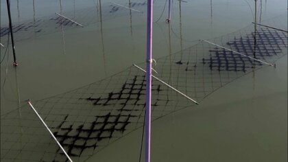 「不作なのに駆除できない」有明海の養殖ノリ食い荒らすカモを“ドローン”で撃退する実験も“食害”に苦しむ漁業者