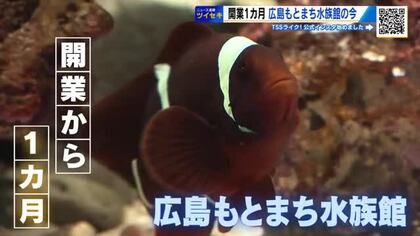 広島もとまち水族館オープン１カ月　アカウミガメなど『いきものたち』は順調に成長　健康診断をツイセキ