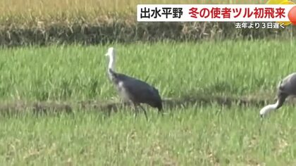 鹿児島・出水平野にツル初飛来　国内最大の越冬地　「出水に来るツルは、世界的に希少種」
