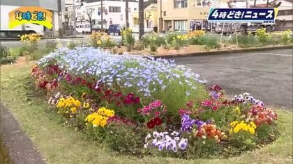 花でおもてなし　日南市のコミュニティガーデン　春の花が咲き始める