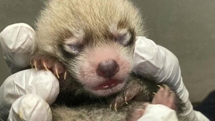 レッサーパンダの赤ちゃん誕生　手のひらサイズで元気な子　カメラが捉えたパパとママのデート風景【熊本発】