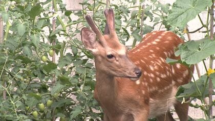 ヒグマ対策の鍵はシカ？『シカを食べる上位種がクマ』札幌市ヒグマ防除隊の隊長が警鐘ー札幌市は家庭菜園用の電気柵を貸し出しへー巨大熊の出没が相次ぐなか高まる接触の可能性 ＜北海道＞