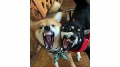 歯がむき出しだけど意気投合!? 初対面の柴犬2匹の表情が息ピッタリ…状況を飼い主に聞いた
