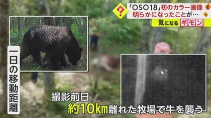 OSO18」初のカラー撮影に成功 4年間で家畜60頭以上襲撃した“忍者グマ