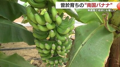 農薬ゼロの“南国ばなな” 鹿児島の挑戦が示す食の未来｜FNNプライム