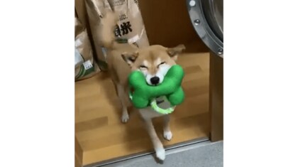 早く来て 満面の笑みで何度も遊びに誘ってくる柴犬