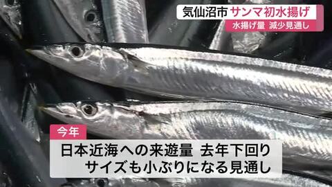 気仙沼市魚市場に今シーズン初のサンマ水揚げ　水揚げ量減で価格は去年の３倍超の高値に〈宮城〉