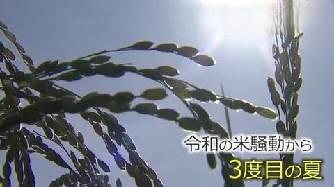 農家「早くやめた方が勝ち」新米の”買い取り価格”が急落　JA福井県コシヒカリ内金は60キロ1万7000円　「令和の米騒動」が生んだ「コメ余り」