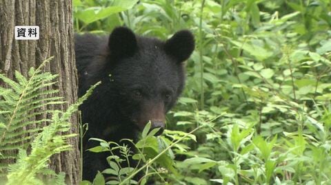 クマを家の敷地で目撃　住人から通報　体長約1メートル　警察が住民に注意呼びかけ　長野・諏訪市