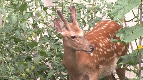 ヒグマ対策の鍵はシカ？『シカを食べる上位種がクマ』札幌市ヒグマ防除隊の隊長が警鐘ー札幌市は家庭菜園用の電気柵を貸し出しへー巨大熊の出没が相次ぐなか高まる接触の可能性 ＜北海道＞