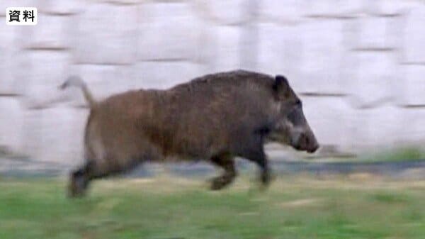 雪かき中にイノシシに襲われる 87歳女性がけが 発見に至らず、住民に