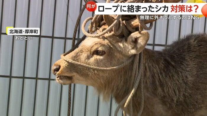 角にロープが絡まったシカ