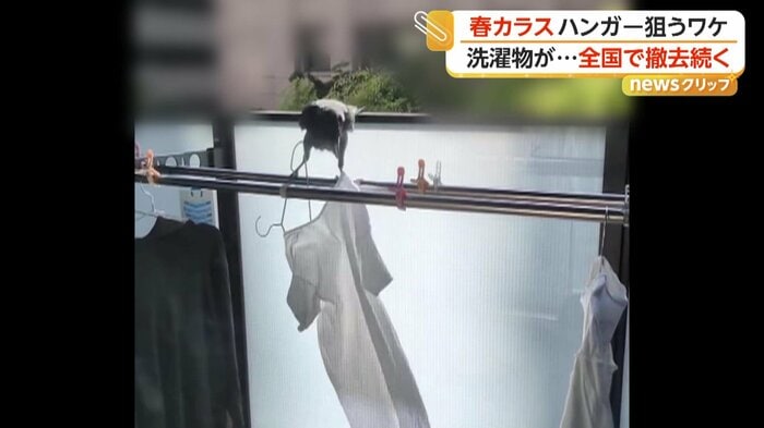 ハンガーから器用に洗濯物を落とすカラス（視聴者撮影）
