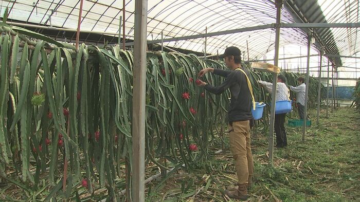 木戸農園