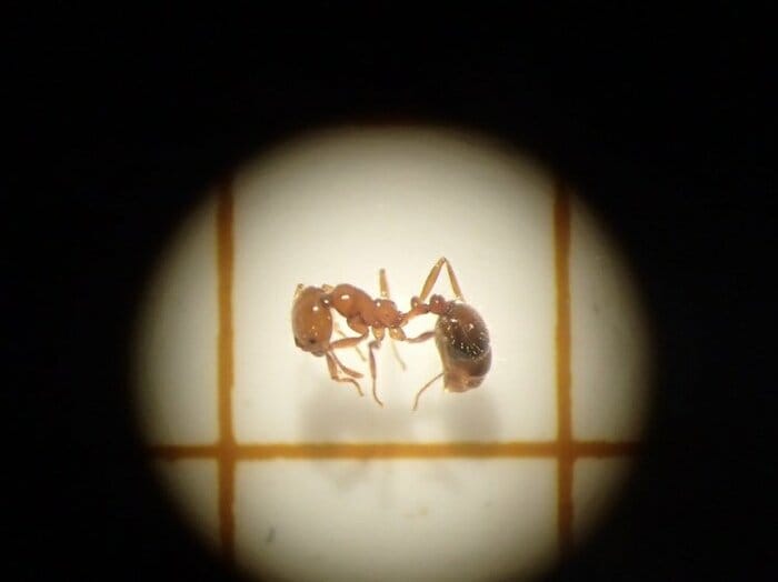 アカカミアリの全身(提供:環境省)