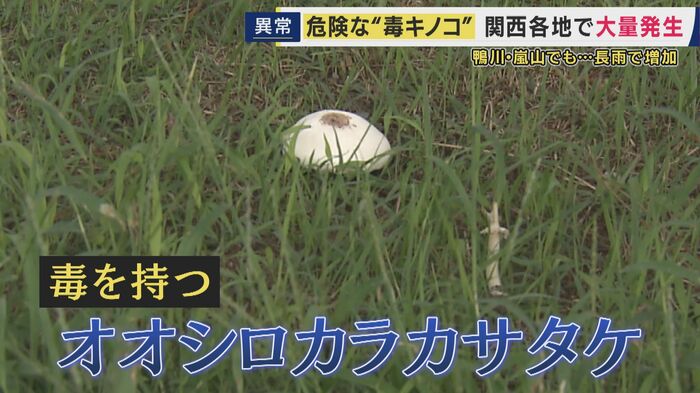 オオシロカラカサタケ