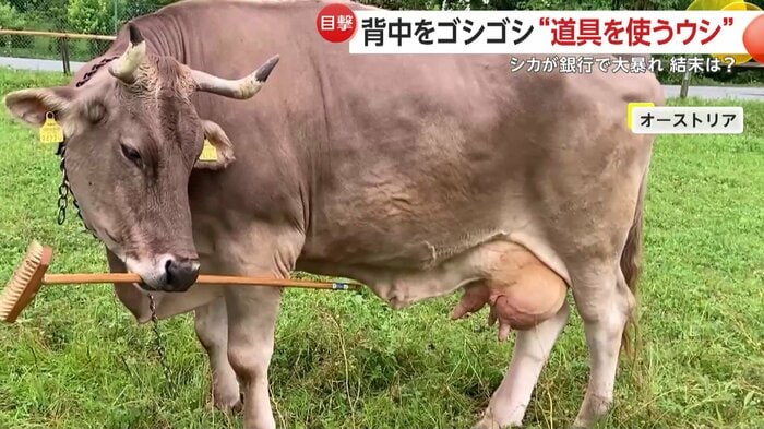 柄を使って胸のあたりに触れるウシ（ANTONIO J OSUNA MASCARO）