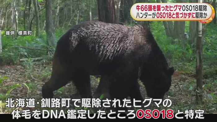 駆除されたヒグマの体毛をDNA鑑定したところ「OSO18」と特定
