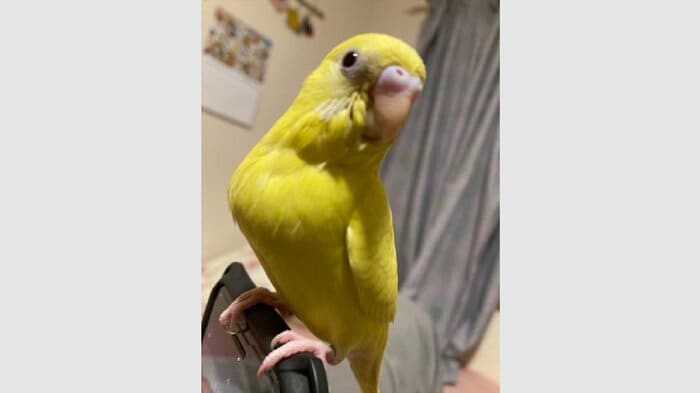 新しいパートナーを迎えることにしたという(※性別はまだ不明)