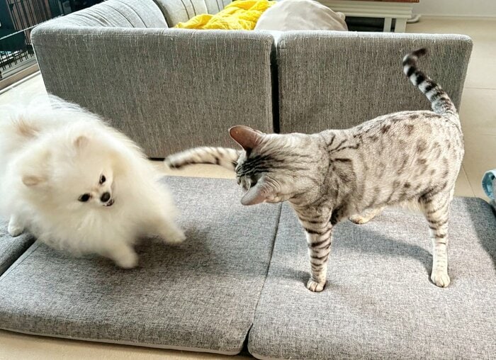 攻撃をかわした!