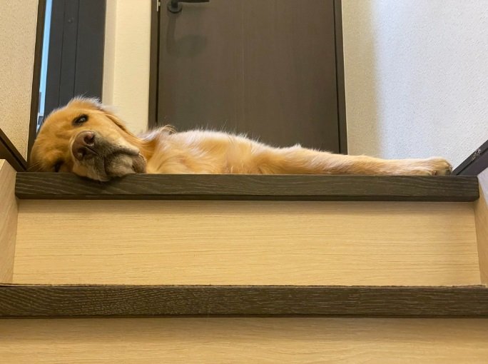 こんな「だら~ん」とした姿の時も