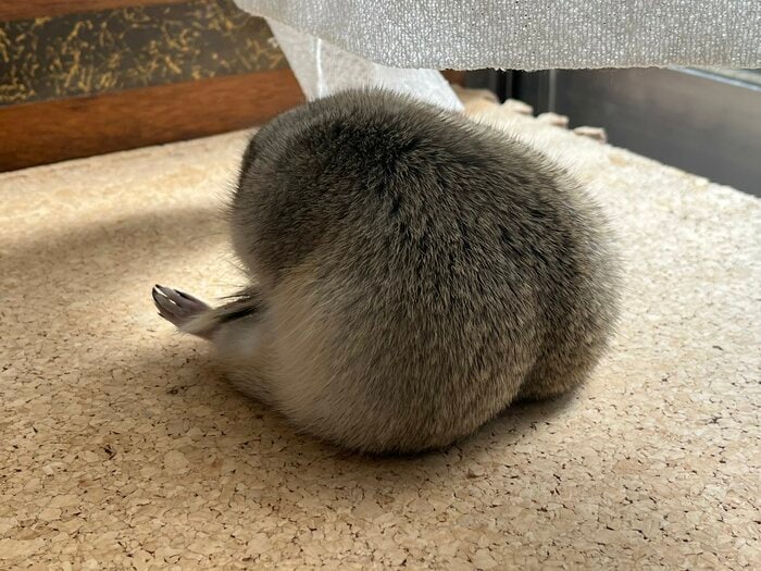 あまりにも愛しいおしり