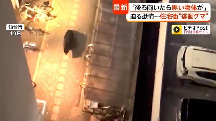 マンションの駐車場に出没したクマ