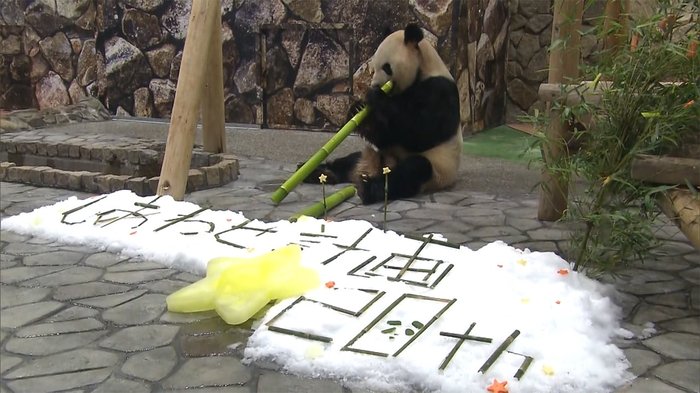 パンダ夫婦に七夕プレゼント 星形の氷に“大喜び”