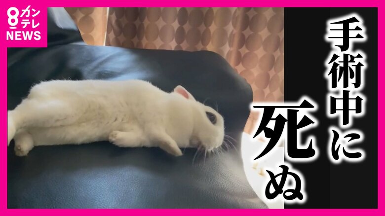 「うさぎ」を不必要な手術で死なせた動物病院に損害賠償「66万円」命じる判決　ペットは「家族の一員」と裁判所が踏み込んだ判断　｜FNNプライムオンライン