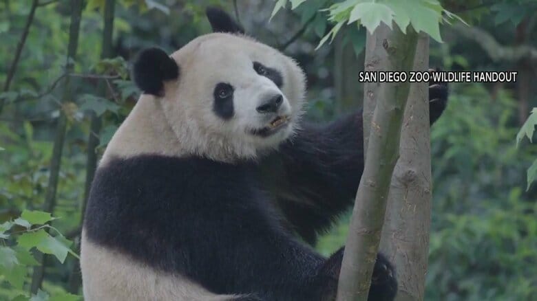 21年ぶりのパンダ外交　シンバオとユンチュアン　2頭のパンダが夏ごろ米の動物園へ　習主席は新たな貸し出しに意欲示す｜FNNプライムオンライン