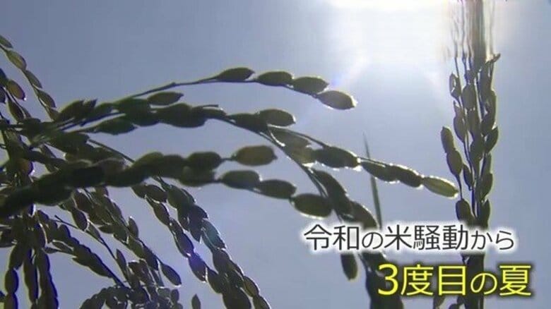農家「早くやめた方が勝ち」新米の”買い取り価格”が急落　JA福井県コシヒカリ内金は60キロ1万7000円　「令和の米騒動」が生んだ「コメ余り」｜FNNプライムオンライン