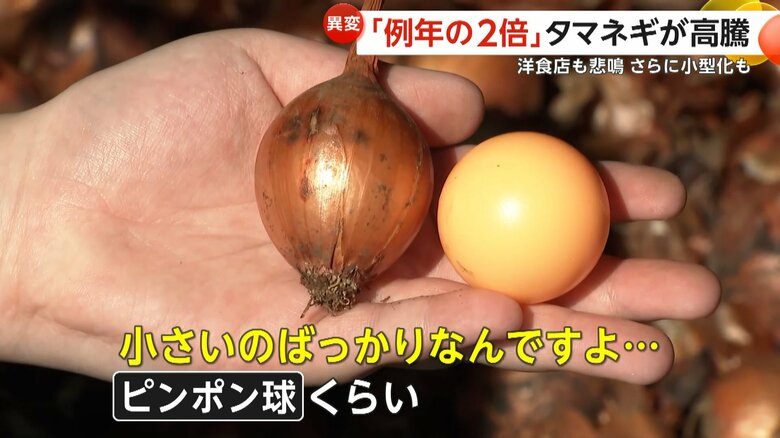 タマネギ例年の2倍以上に高騰＆小型化でピンチ　「“熱中症”で栄養不足」猛暑でピンポン球サイズに…飲食店も生産者も嘆きの声｜FNNプライムオンライン