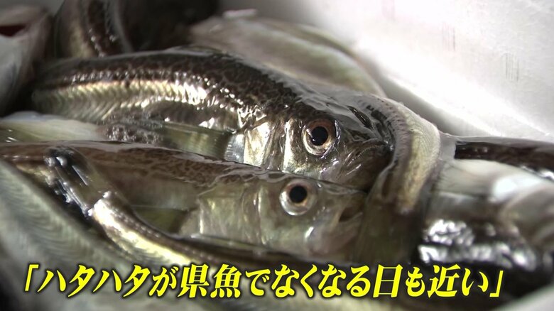 「ハタハタ」が秋田の県魚でなくなる日も近いのか　記録的不漁で“ハタハタ漁消滅”への危機感募らせる漁師｜FNNプライムオンライン