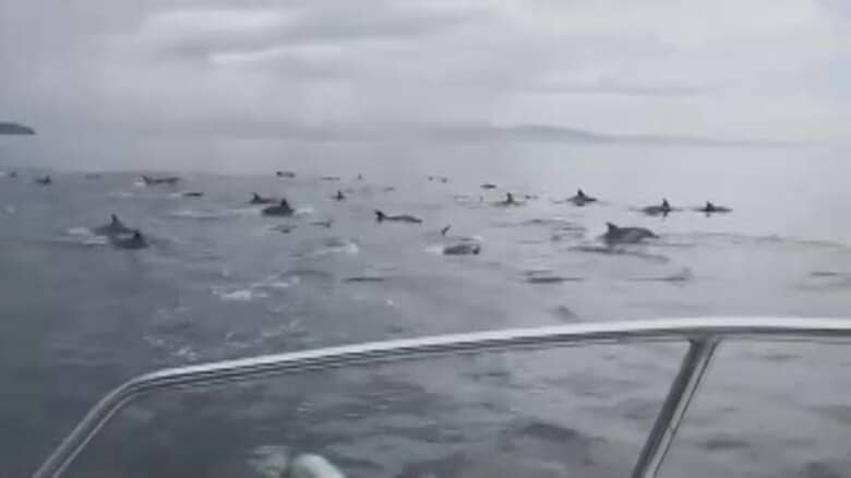 大洲沖にイルカ大群“５０頭近く”出現「船の周りを回り出した」遊漁船遭遇　珍光景に利用客感激【愛媛】｜FNNプライムオンライン