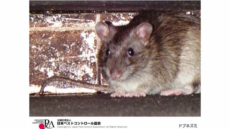 ネズミが出たら自作できる“段ボールトラップ”を試して。一般人の知らない習性と市販アイテムを使った駆除方法を解説|FNNプライムオンライン