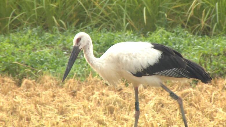「幸福もたらしてくれたら」コウノトリが飛来し水田でエサをついばむ　京都府内でふ化した2羽　国の特別天然記念物　長野・安曇野市｜FNNプライムオンライン