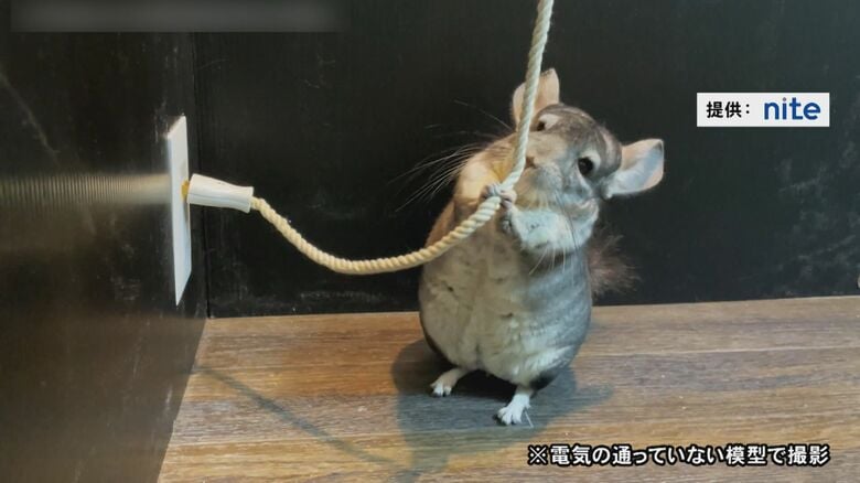ペットが感電することも…身近な場所に潜む『電気火災の危険性』器具やコード等の取り扱いに4つの注意点｜FNNプライムオンライン