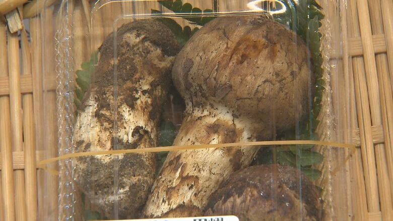 「松茸」の豊作に期待　7200円～1万1000円の4パックが直売所に「お吸い物に」買い求める人も　例年より2週間ほど早く入荷　9月中旬ごろに最盛期を迎える見通し　松茸ご飯のおにぎりも販売　長野・長和町｜FNNプライムオンライン