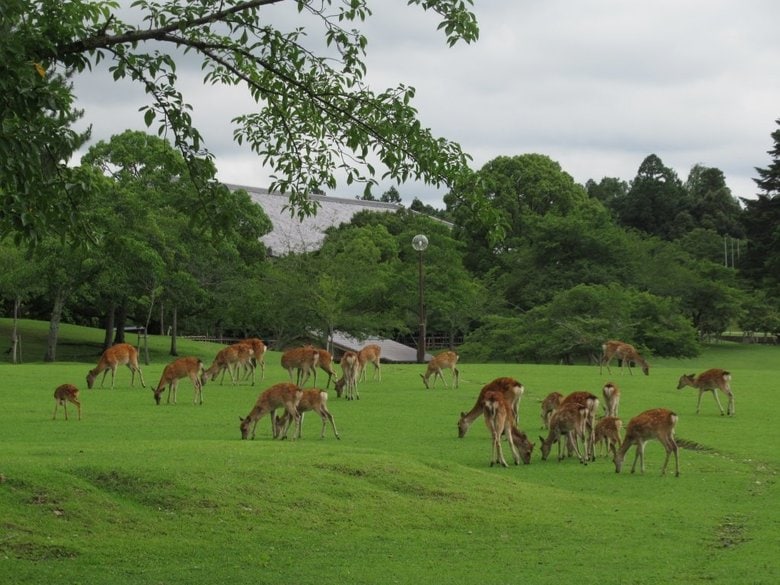 奈良公園のシカ(奈良県HP「今日の奈良公園」)