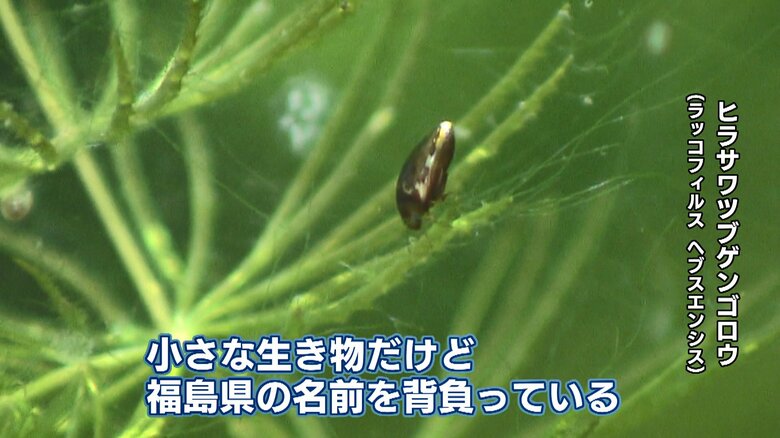 ヒラサワツブゲンゴロウ