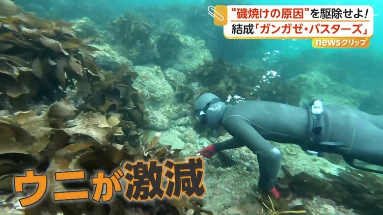 海から海藻がなくなる磯焼けが発生し、激減してしまったウニ