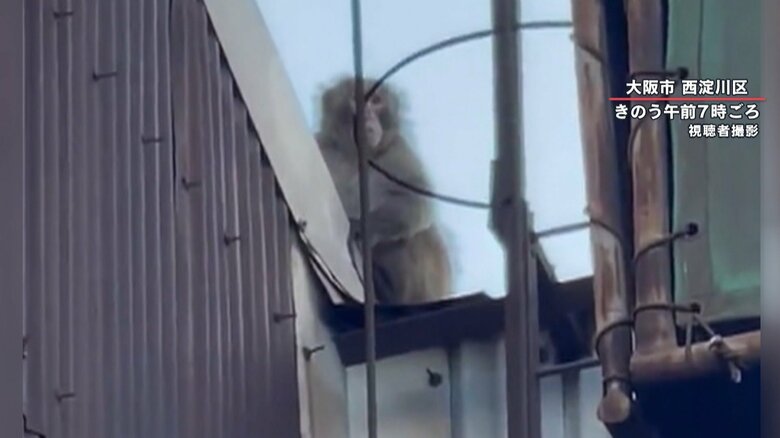 はしごを上りきり、ひと休み？