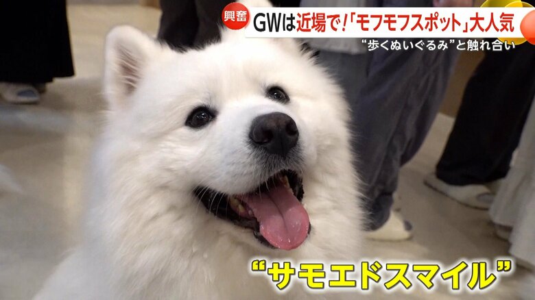 口元が上がったようなサモエドスマイル
