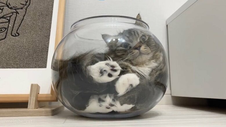 ボウルに収まるメルくん
