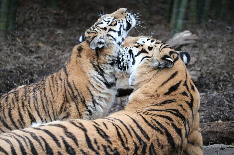 （提供：浜松市動物園）