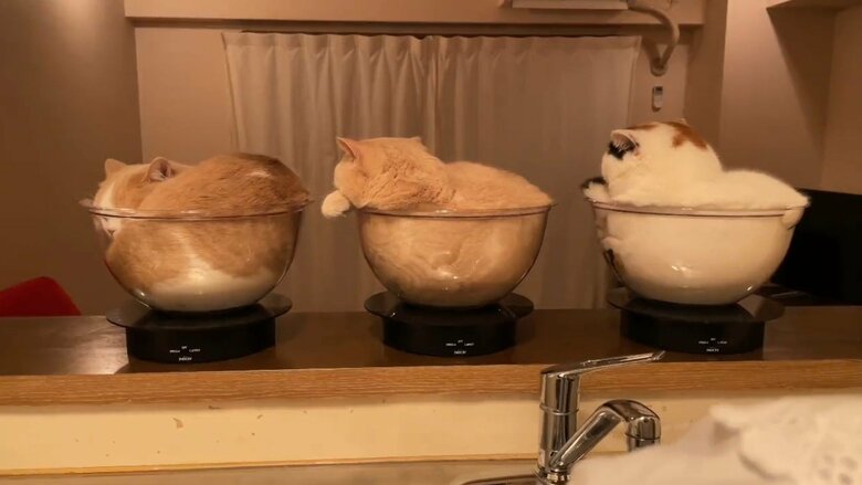 回る後ろ姿（提供：みかんとじろうさんちさん）