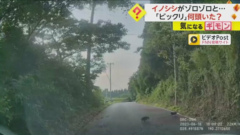 イノシシの群れが突然道路を横切る様子⑧